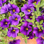 Calibrachoa Portucal Patio Blue